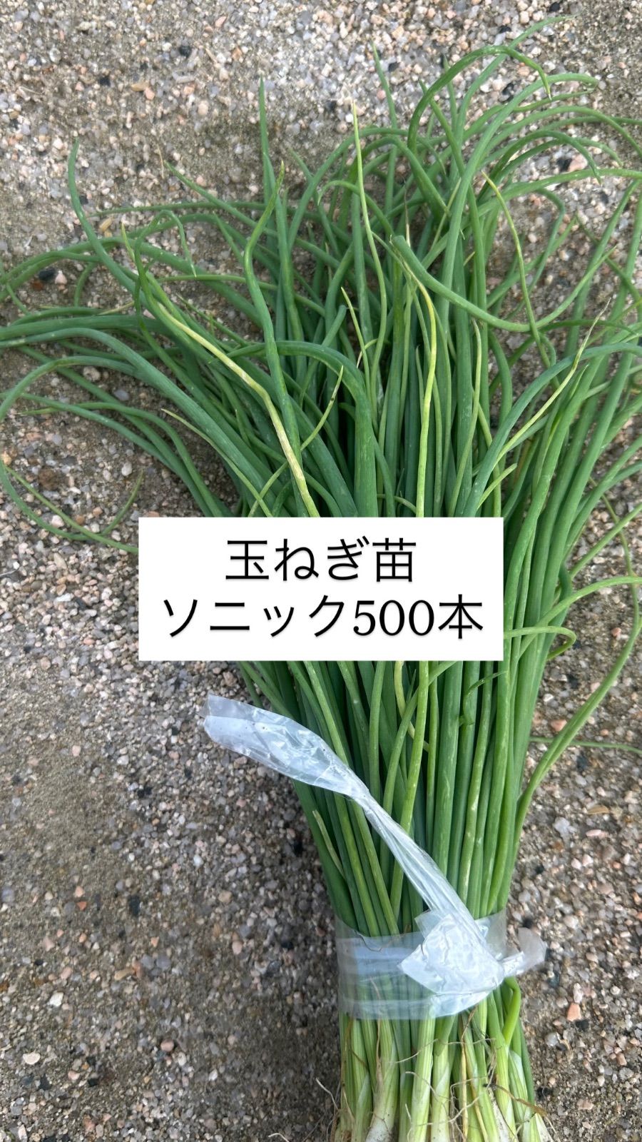 玉ねぎ苗　ソニック（早生）1000本 楽天市場】【送料無料】玉ねぎ抜き苗 品種：ソニック ( 早生 ) 野菜の