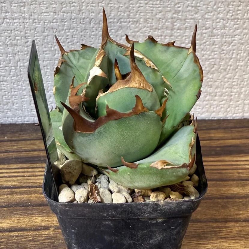 ⑳ イランナーセリー選抜株 ドラゴンクロウ イラン直輸入株 大株