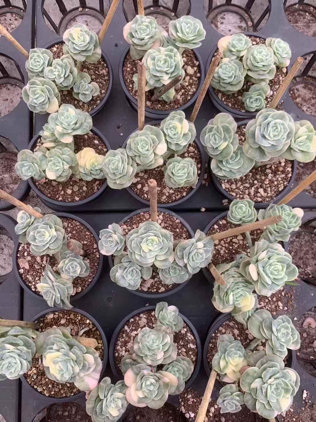 35株の抜き苗セット ラブリーローズ錦 多肉植物 佐川急便発送 エケベリア 韓国苗 LX29 STEELWINDOWSANDDOORS_COM