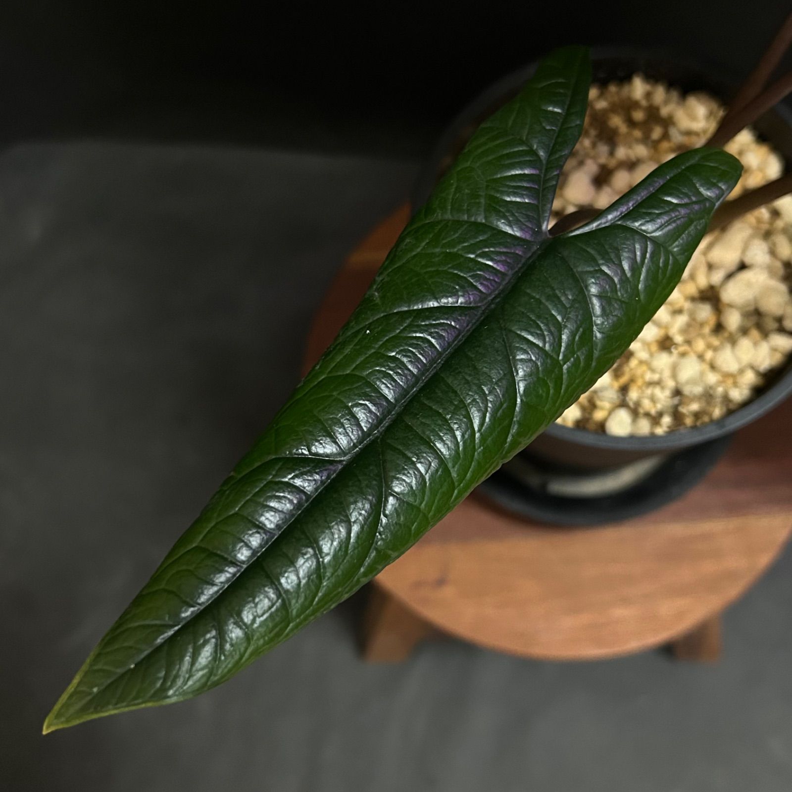 ワイルドな美品】アロカシア スカルプラム #2 / 観葉植物