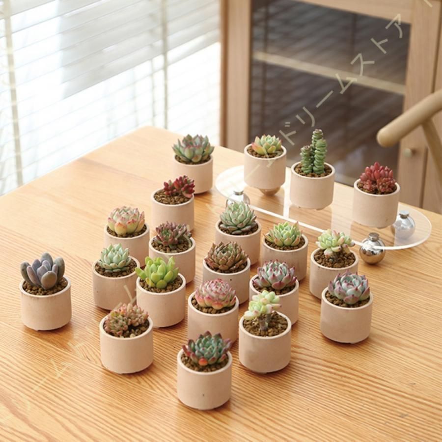 砂紅の窓開け花鳥模様四角い鉢 盆栽鉢 多肉植物 植木鉢 小品大品盆栽鉢 陶器鉢 植木鉢 18個入り 多肉植物ポット プランター 陶器鉢 盆栽 親指