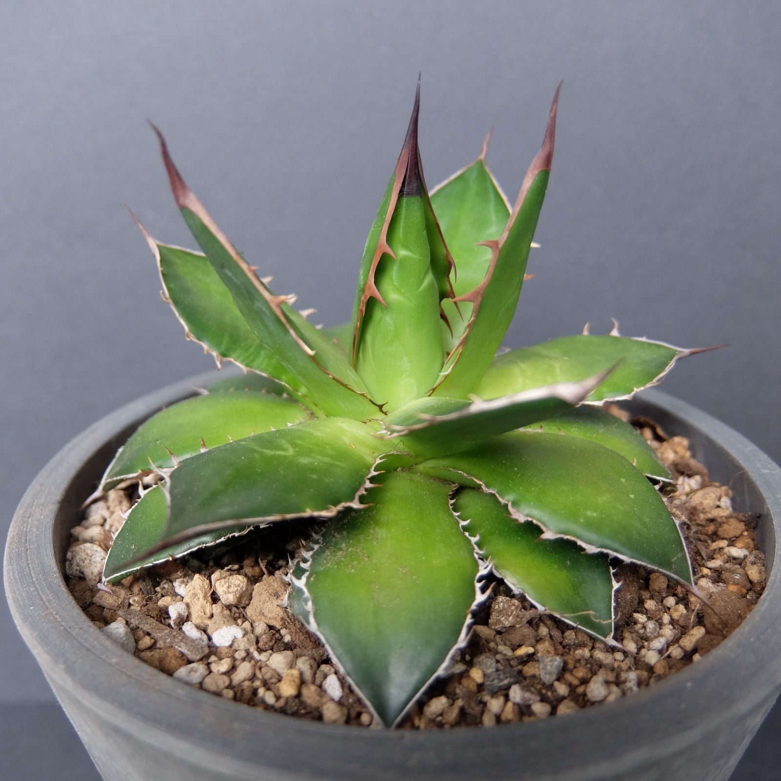 Agave horrida アガベ ホリダ 特選強棘 - メルカリ