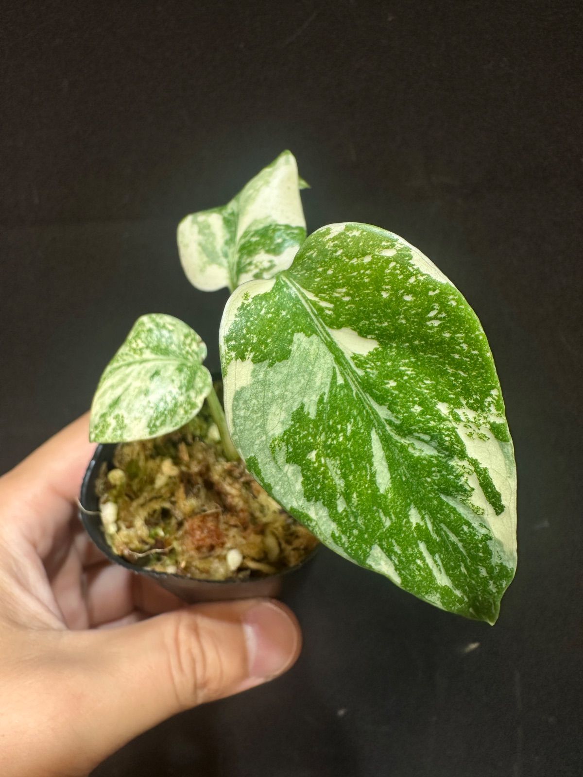 Monstera dericiosa platinum / モンステラデリシオーサ