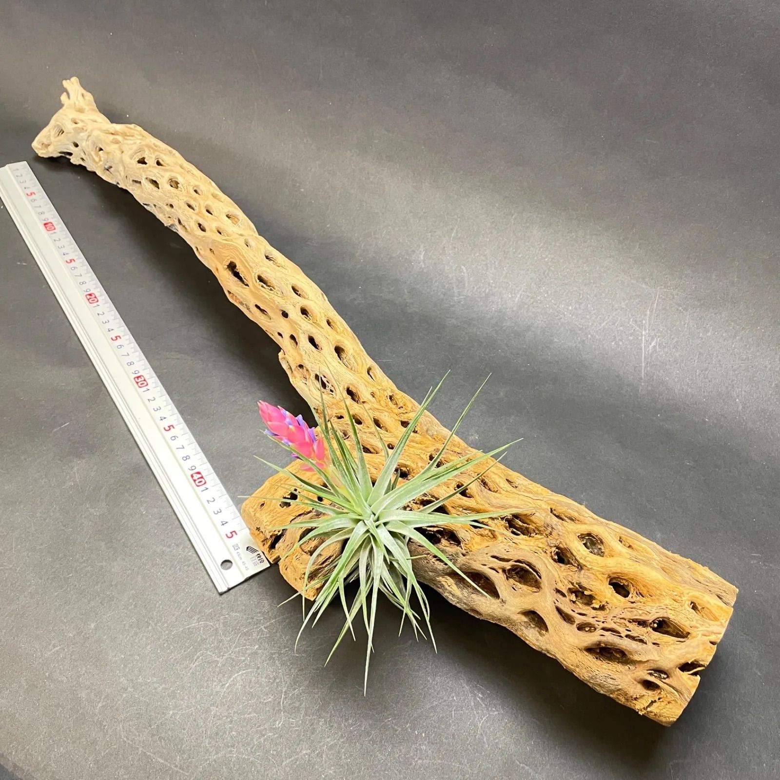 極太＊長さ70cm×最大幅15cm×最大φ9cm＊カクタススケルトン1本