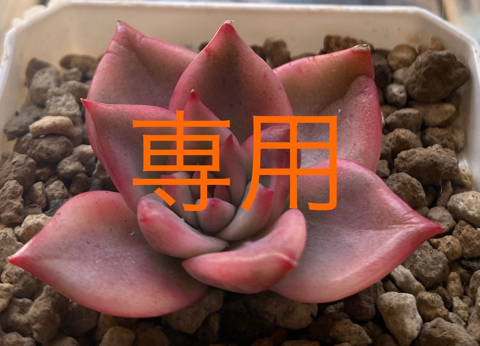 ririka様専用✴︎多肉植物✴︎キメラ錦✴︎オパリナ錦葉挿し - ARO