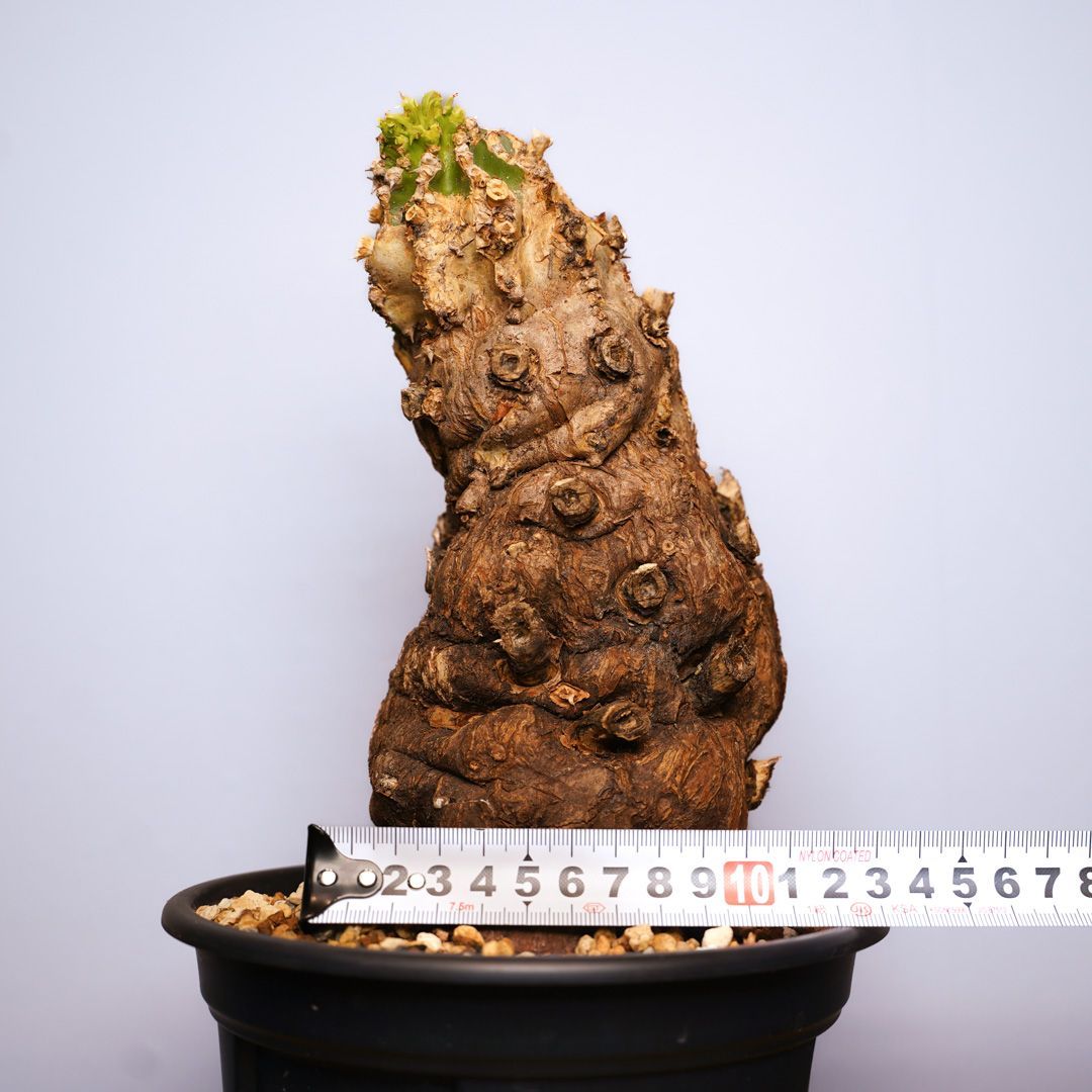 F12 ユーフォルビア ムランジーナ 発根済 現地株 - メルカリ