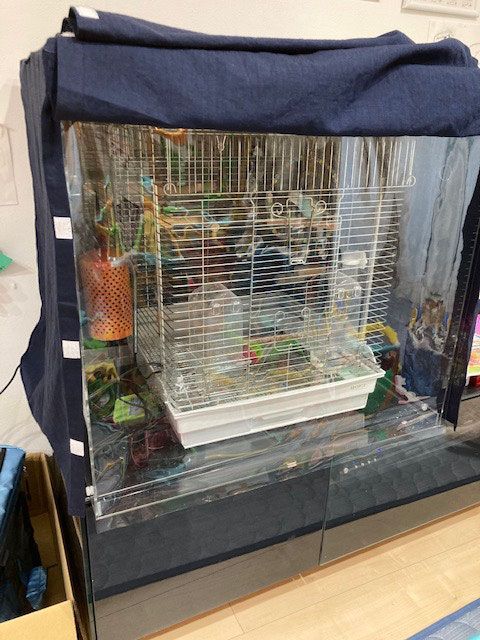 犬