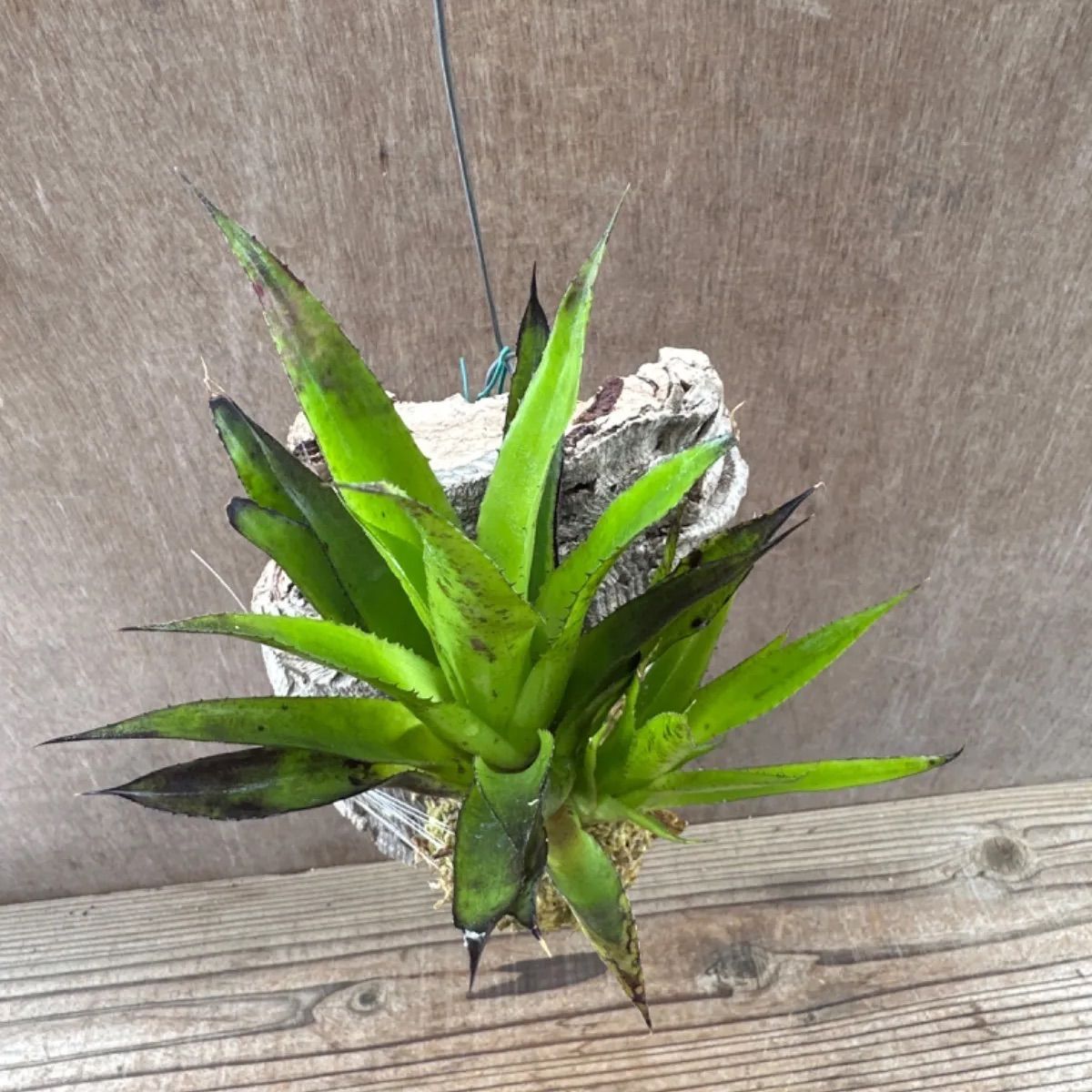 タンクブロメリア 不明品種 コルク付け ホヘンベルギア 現品 Hohe ビルベルギア Billbergia ネオレゲリア Neoregelia  エクメア Aechmea アナナス パイナップル タンクブロメリア - メルカリ