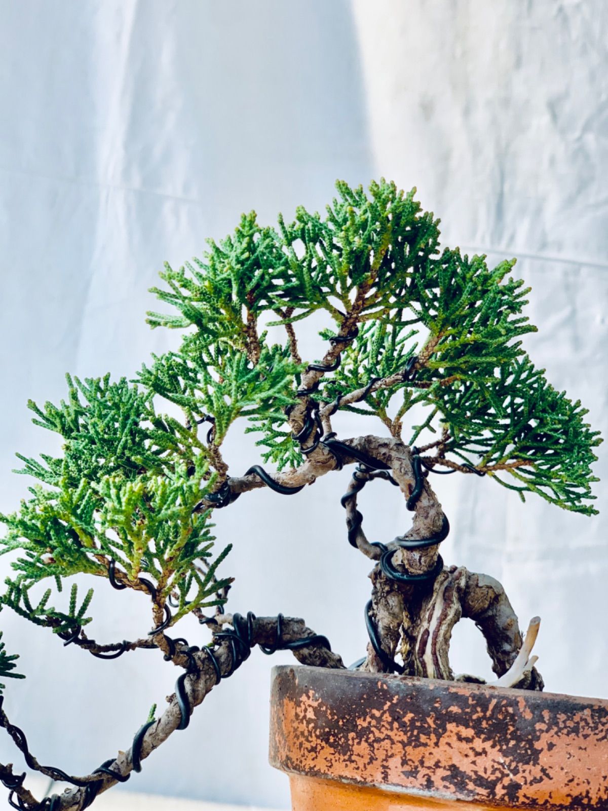 真柏 小品盆栽 ミニ盆栽 トップ しんぱく