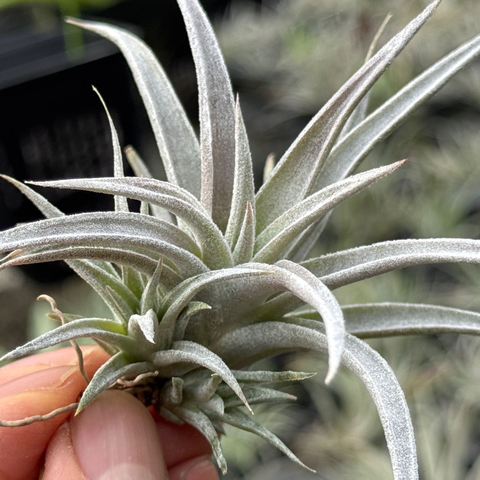 希少種スブリフェラ Tillandsia subulifera(チランジア) 現品