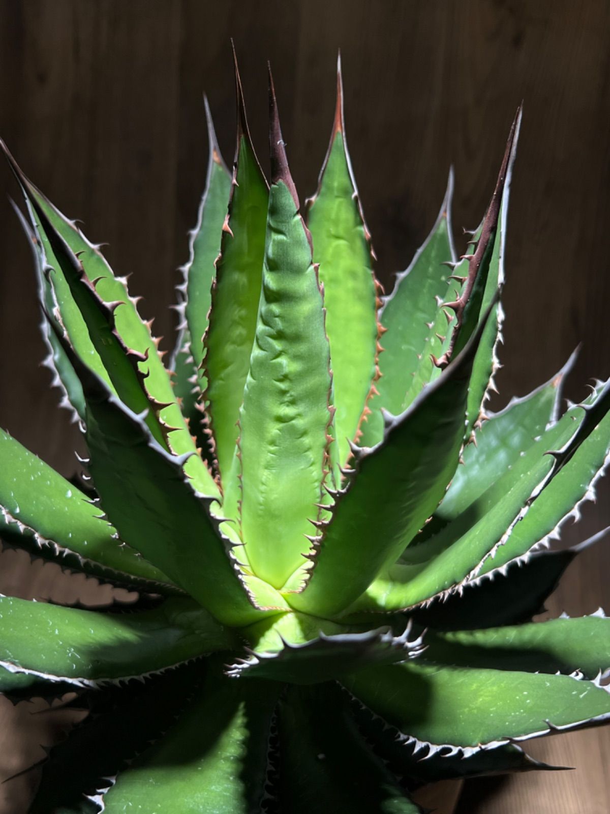 【大株】【鉢のまま発送】0836アガベ ホリダ アガベ ホリダ 大株 大株】【鉢のまま発送】0836アガベ ホリダ Agave