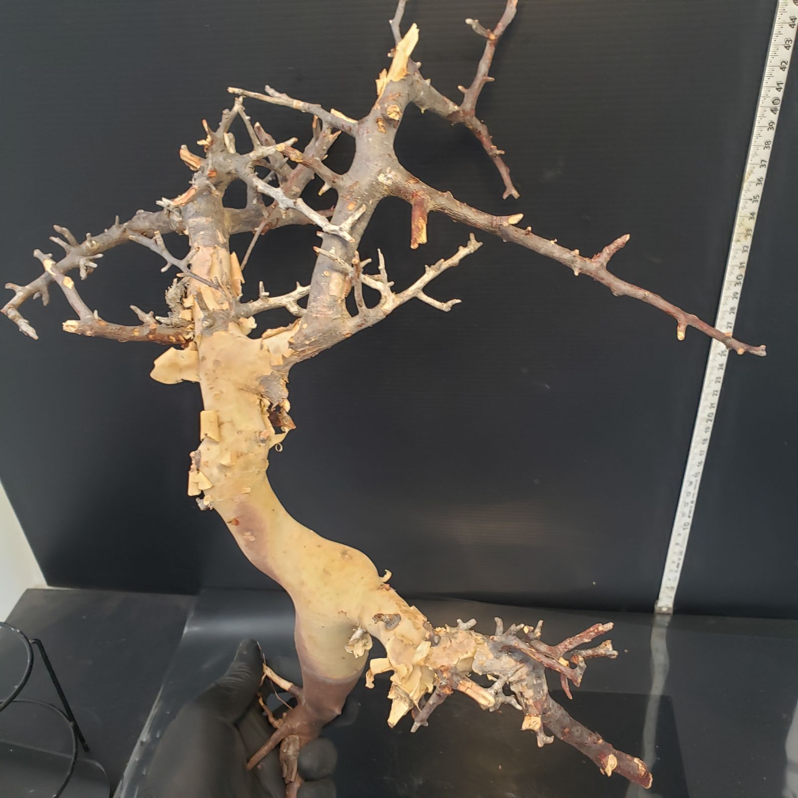 Z437 最新到着 Commiphora カタフピュア M 現地球 抜き苗 灌木系 塊根植物 コミュフォラ カタフピュア