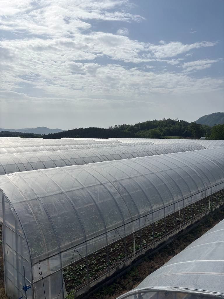 新鮮なパクチー5キロ 6c2f8b817b72ef6eff485d81a6e097