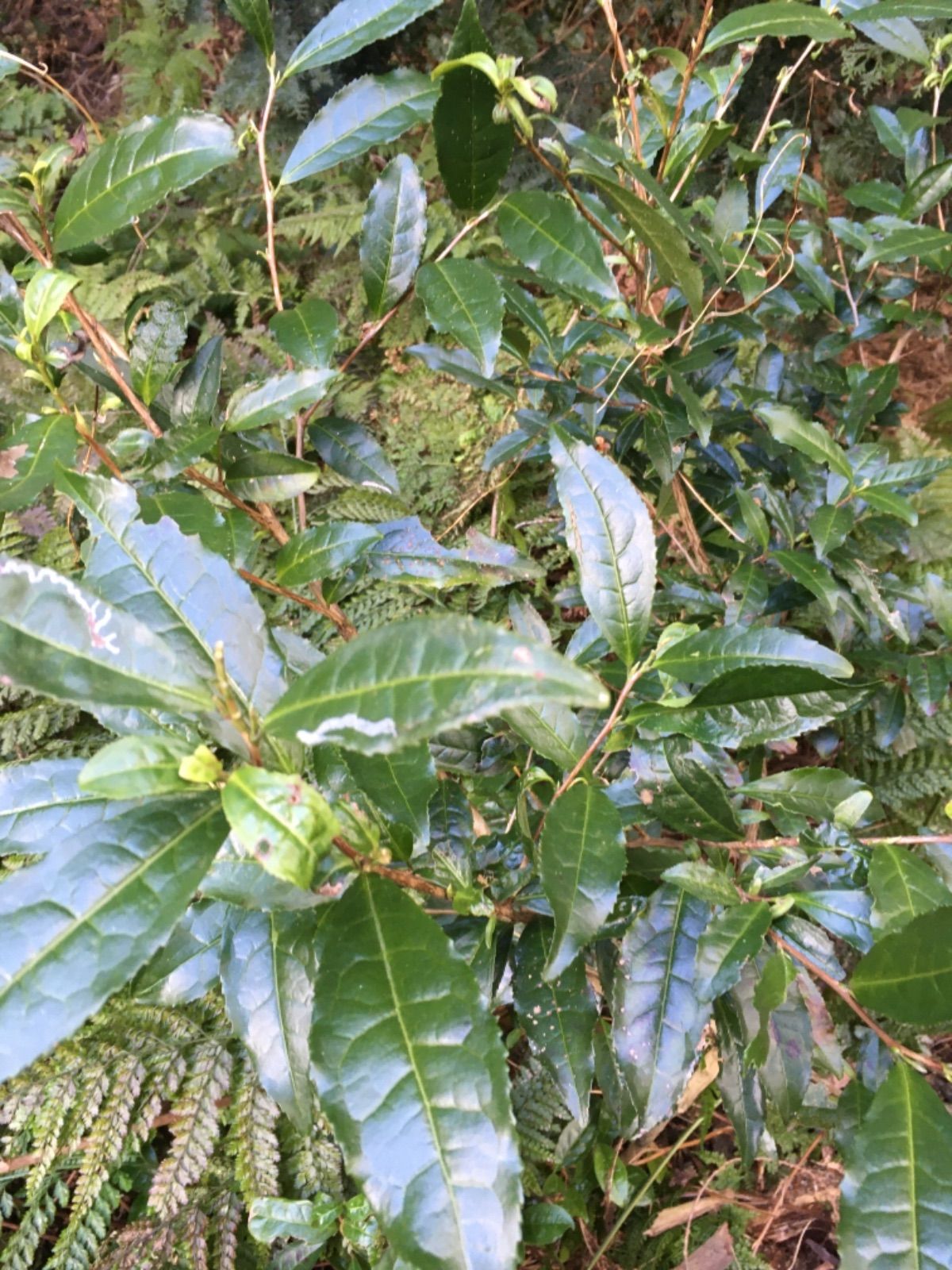 天然茶　無農薬緑茶　日本茶　山の天然茶木　抜き苗　挿し木 5本