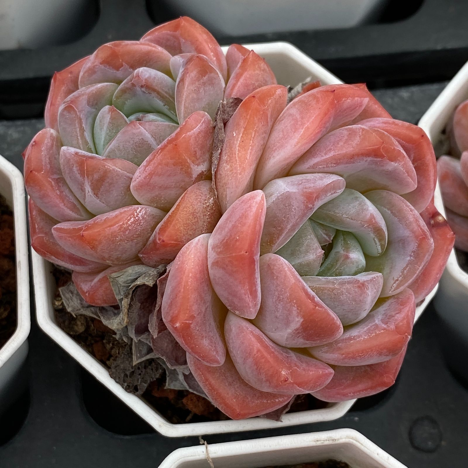 大型 フィカス ウンベラータ 曲がり仕立て 8号 陶器鉢 植え込み発送 sk