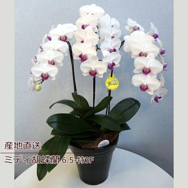 胡蝶蘭 誕生日 花 鉢花 蘭 ラン 花鉢 ミディ胡蝶蘭 3F 3本立ち ギフト 産地直送 リラックス メッセージ 誕生日 展示会 受付 記念日 プレゼント 結婚祝い 送別 新築祝い リビング テーブルサイズ ウエディング 御祝 出産祝い ns