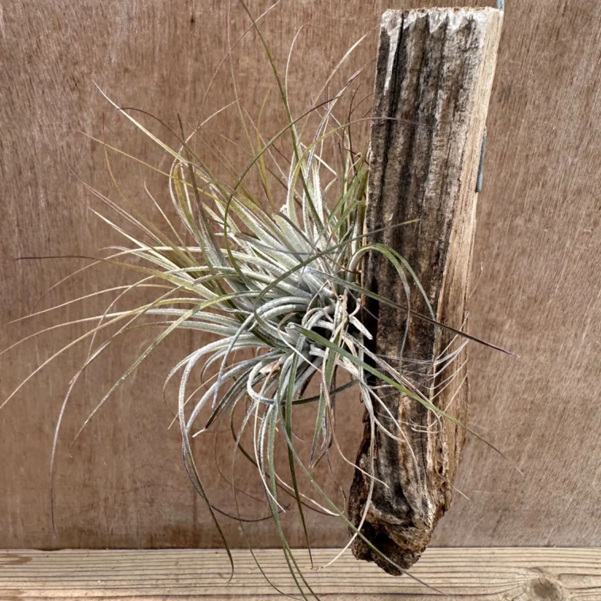 チランジア 不明 板付け Tillandsia ティランジア エアプランツ チランジア 不明 板付け Tillandsia ティランジア エアプランツ