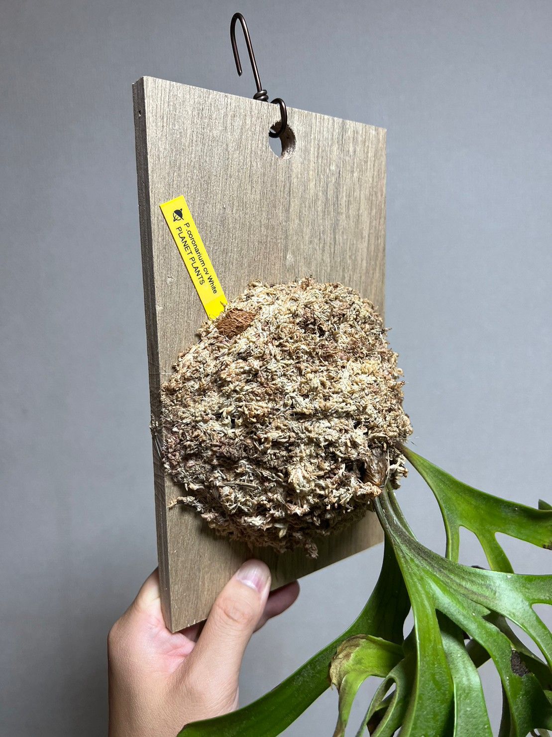 ▽P.coronarium Compact cv White▽ コロナリウム コンパクト ホワイト