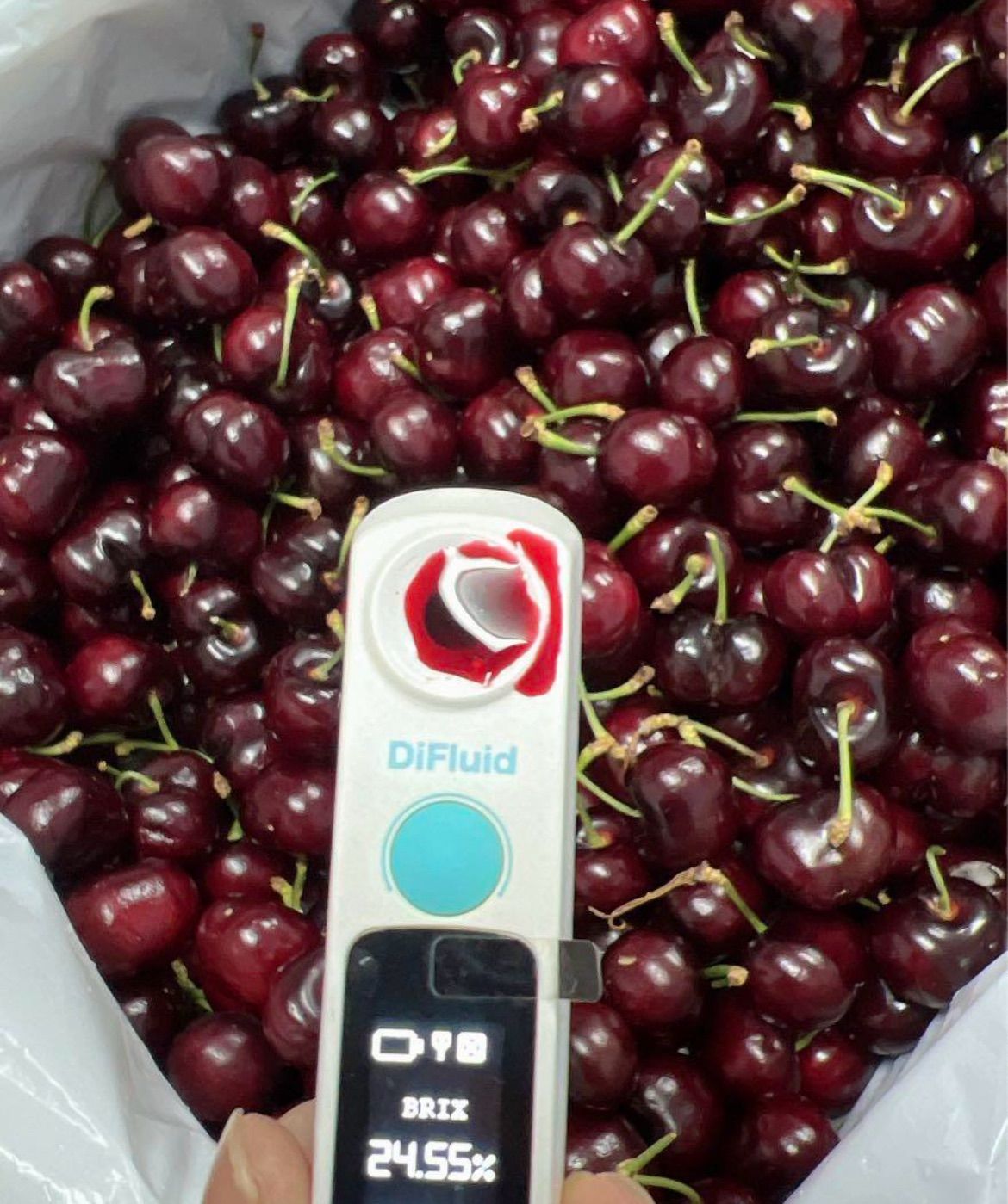 ミーナファーム　プレミアムチェリー　8kg アメリカンチェリー　さくらんぼ ミーナファーム プレミアムチェリー 8kg アメリカンチェリー