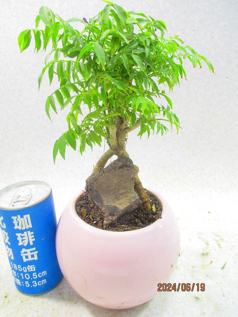 柴勝 小品盆栽 【公式通販】