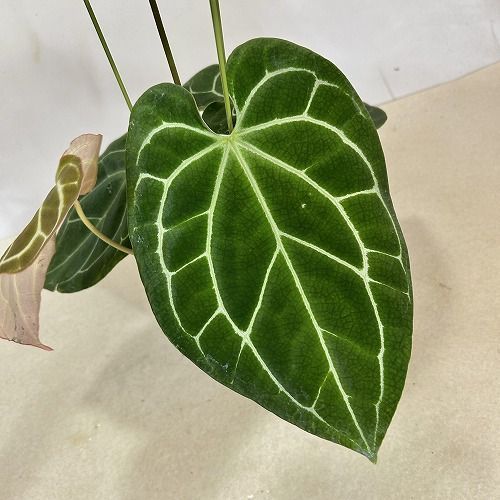 観葉植物 アンスリウム クリスタリナム サウスアメリカ 5号(現品