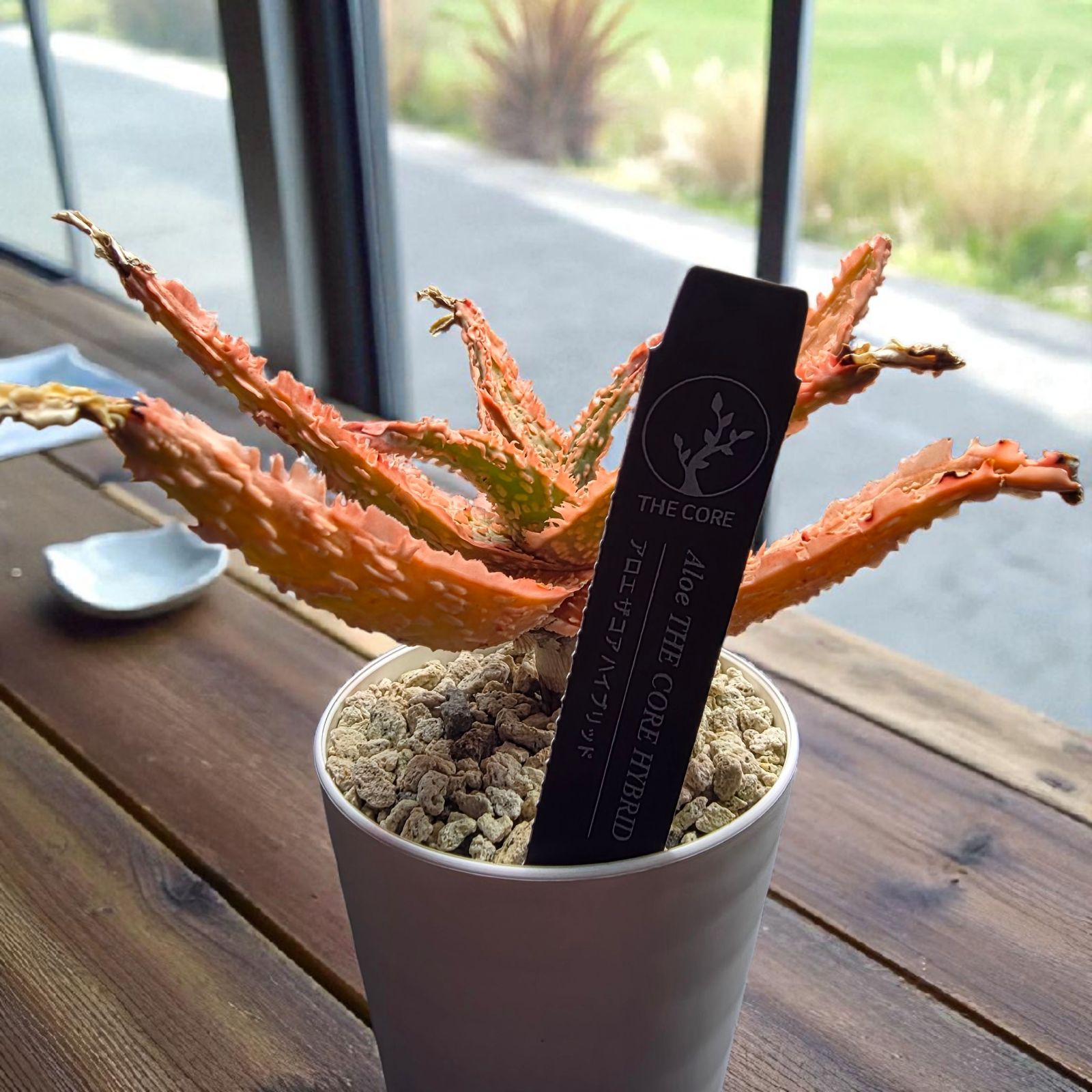 極上美株】アロエ ザ・コア ハイブリッド (Aloe 'THE CORE' HYBRID