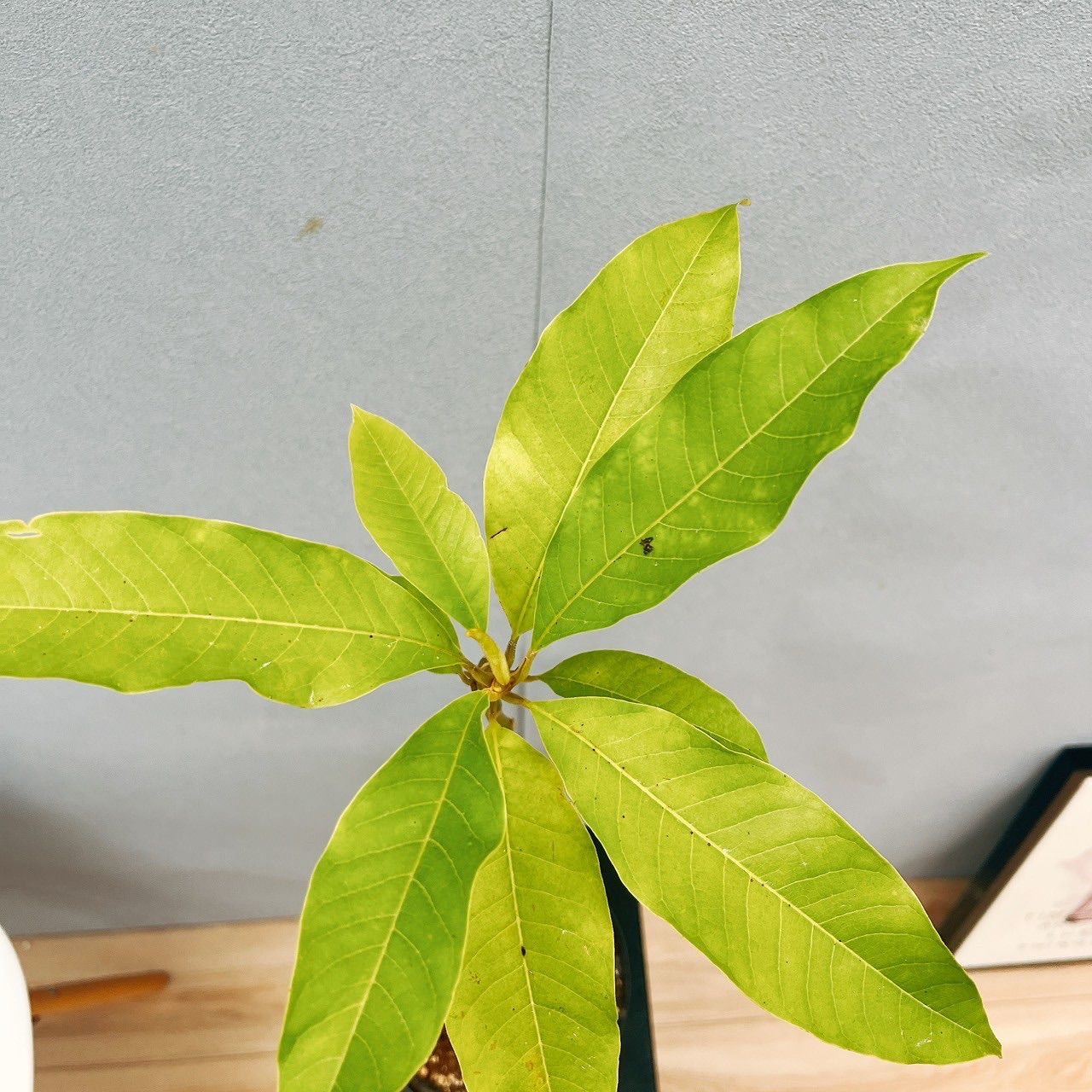 ［現品］☆初出品☆ 1番　キンコウボク　6号　観葉植物　屋外　珍しい　金厚朴 現品］☆人気☆ 6番 キンコウボク 6号 観葉植物 屋外 珍しい