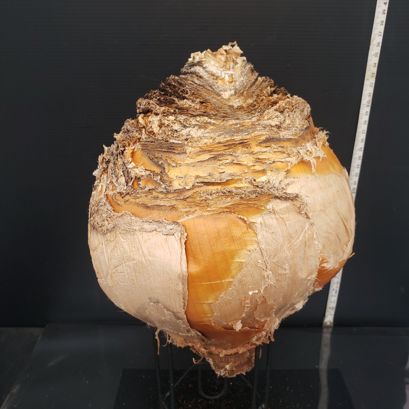 Z419 最新到着 Boophane ハエマンソイデス ML 現地球 抜き苗 球根植物 ブーファン ハエマンソイデス