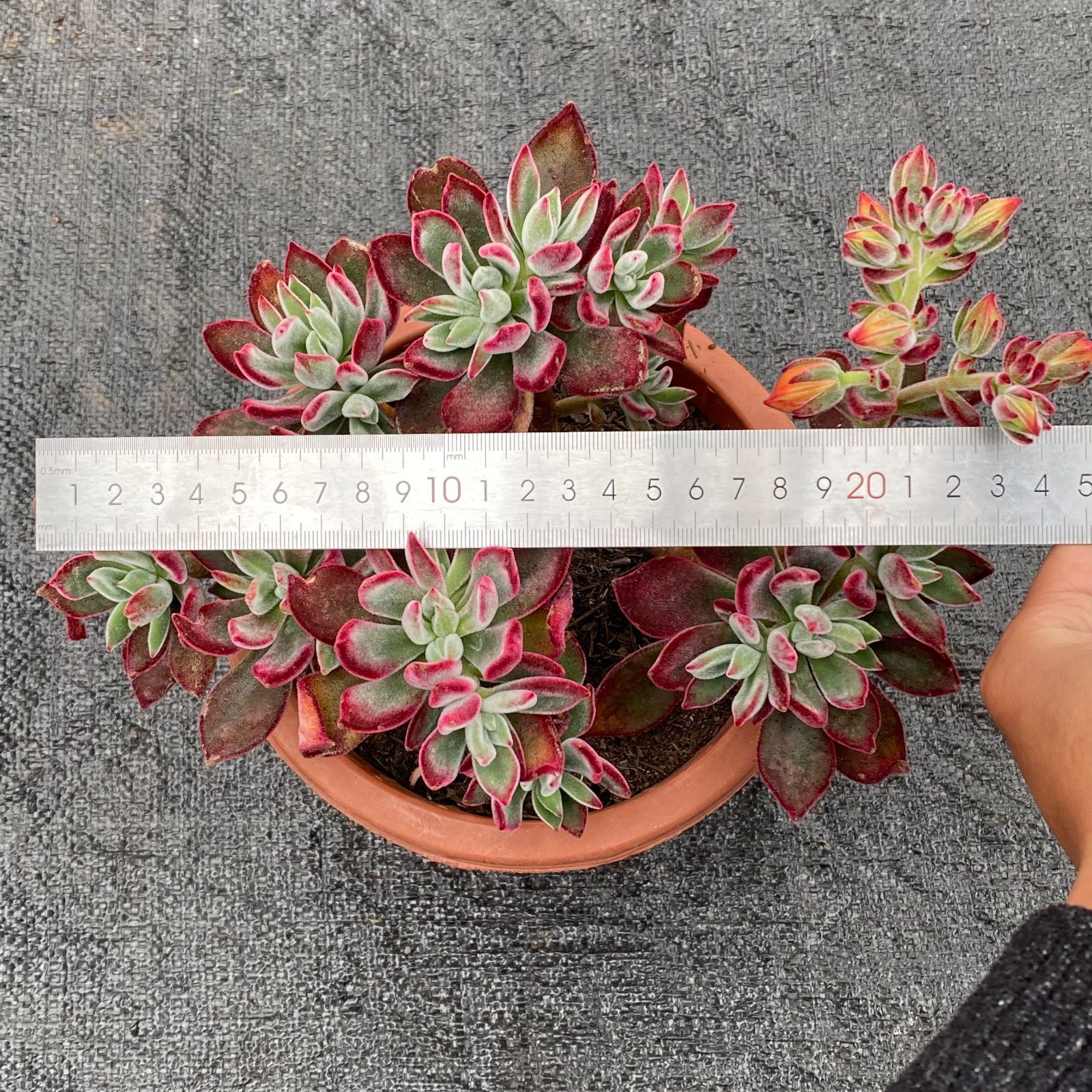 か*ん様 H725 バンシー 16株 抜き苗 多肉植物 エケベリア 韓国苗 か*ん