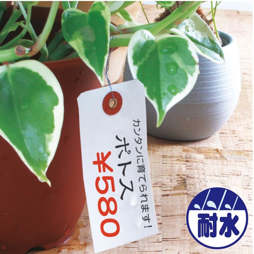 50枚帯×20束
