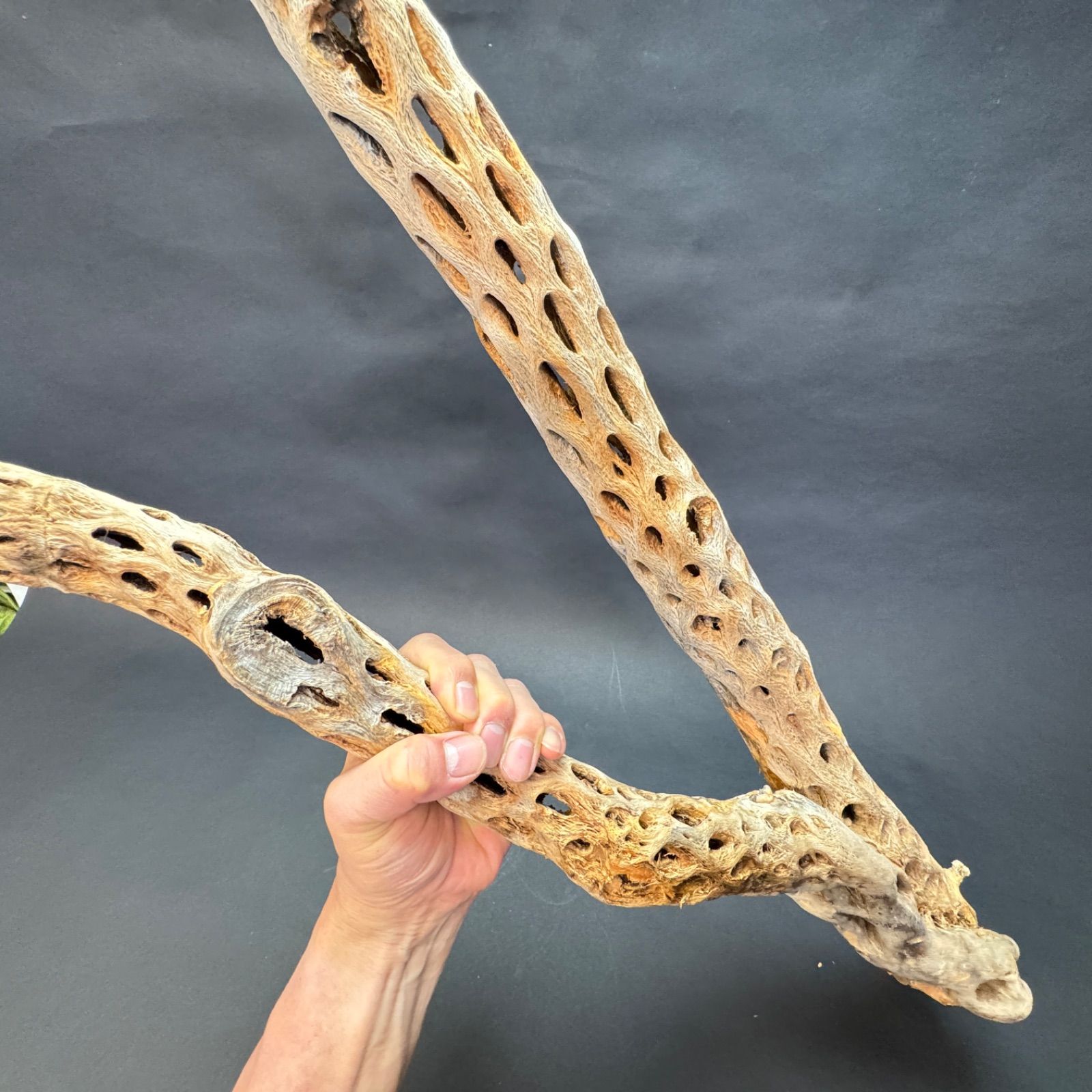 約 長さ86cm×最大幅27cm×最大φ9.5cm＊