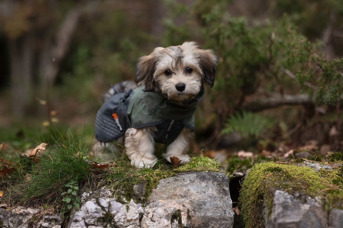Non-stop dogwear