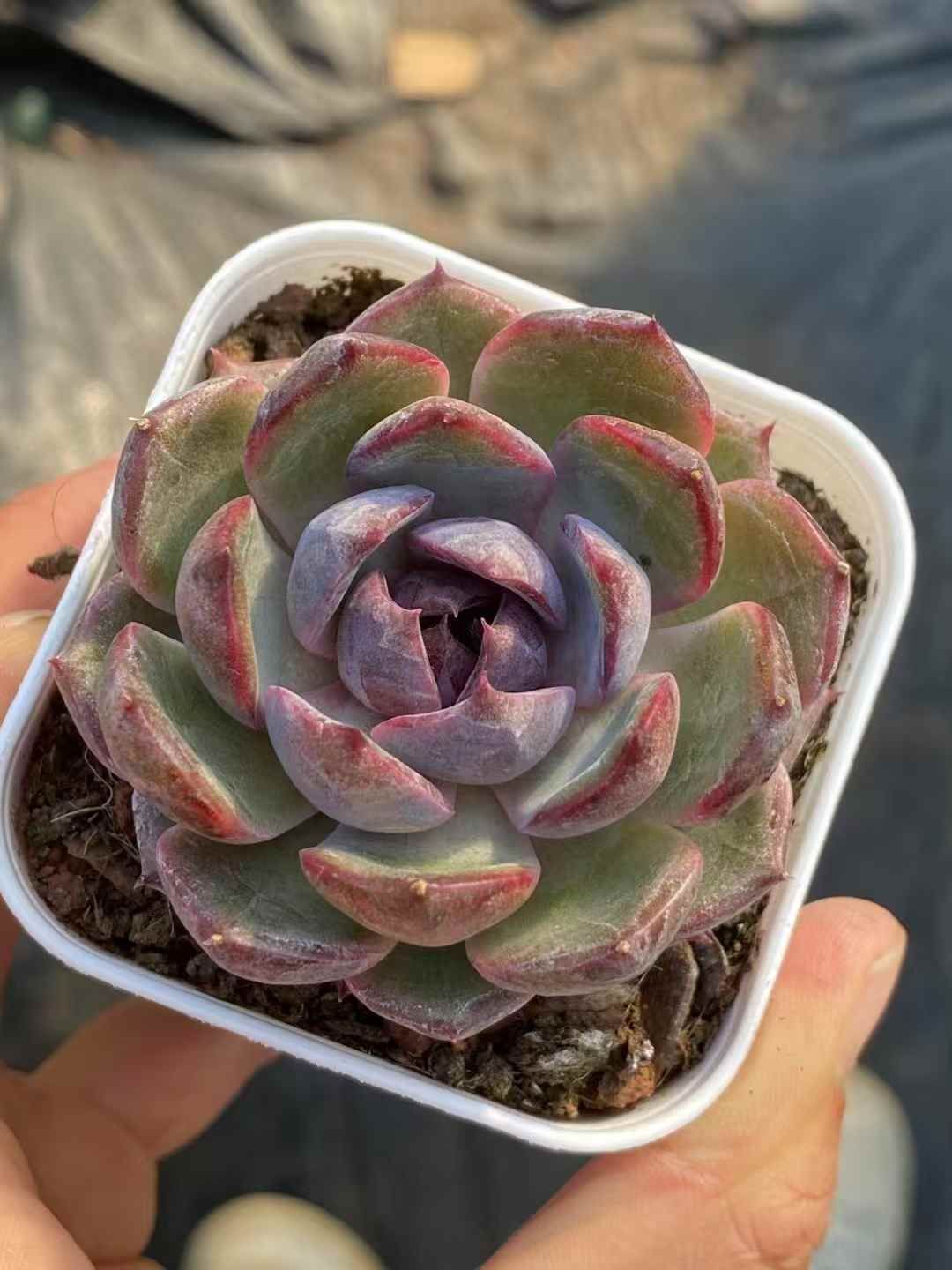 抜き苗 ブルーベリー QS1007×40株 ふっくら 多肉植物 エケベリア 抜き苗 ブルーベリー QS1007×40株 ふっくら 多肉植物 エケベリア