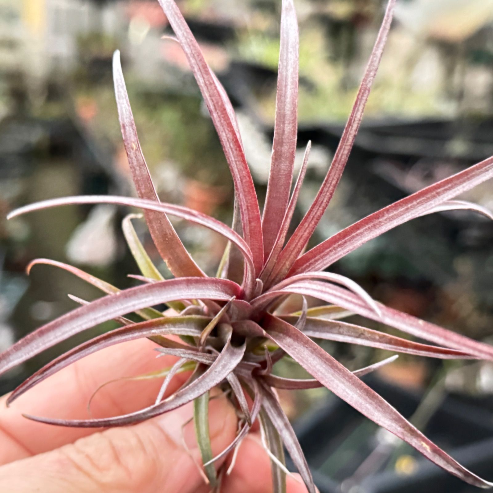 チランジア カピタータ ドミンゲンシス Tillandsia capitata var. domingensis＊エアプランツ＠フラワーショップ江口  - メルカリ