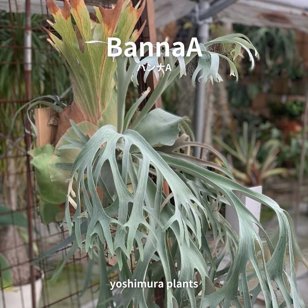 胞子] BannaA バンナA ビカクシダ - メルカリ