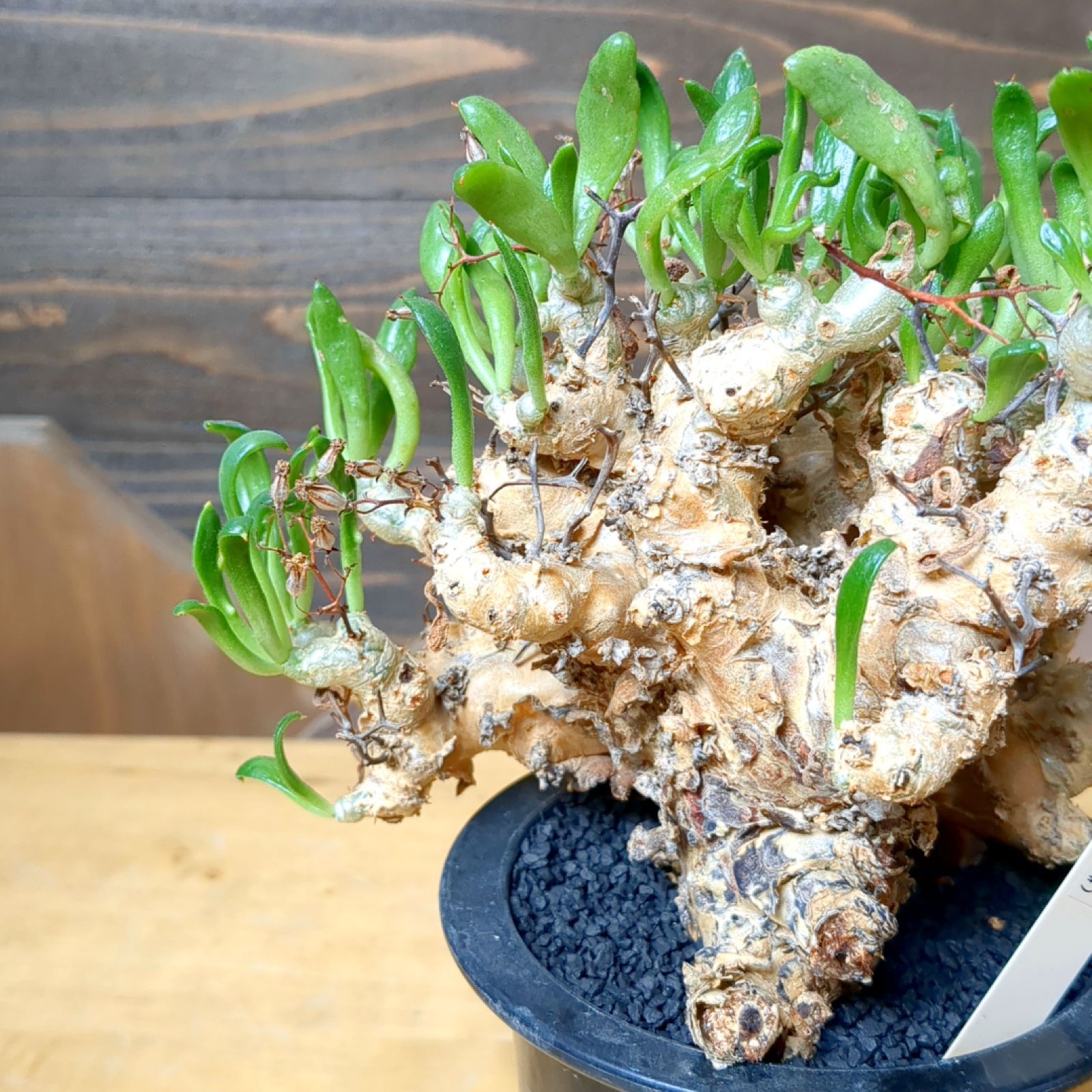 チレコドン 万物想 【 現品 】発根済み 鉢のまま発送 - メルカリ