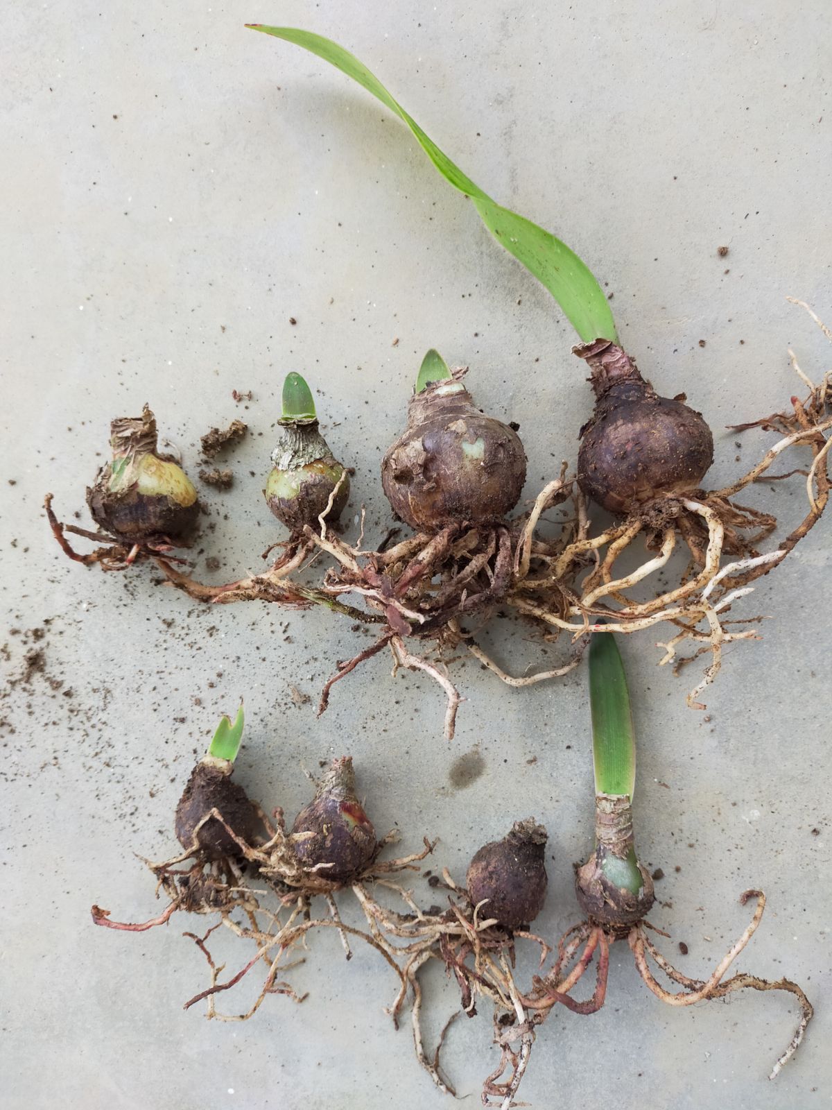 ⑧アマリリス球根 8球根セット - メルカリ