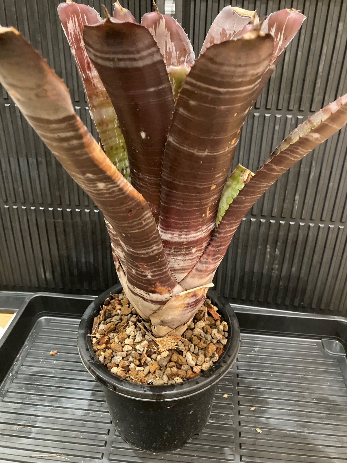 Aechmea chantinii