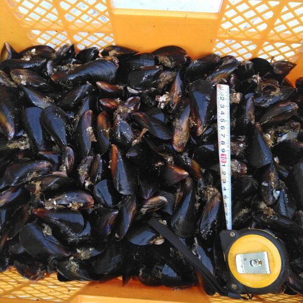 釣り餌に ムール貝　「ムラサキイガイ５ｋｇ」小分け袋入り冷凍品 ５キロ イガイ 船釣り 磯釣り コブダイ釣り チヌ釣り クロダイ釣り フィッシング