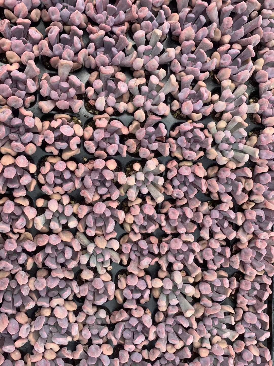 サ*メ様 Y718 ブルーベリーマカロン 105苗　多肉植物　土と根付き エケベ de9e128067dedce0951e31d77d3475