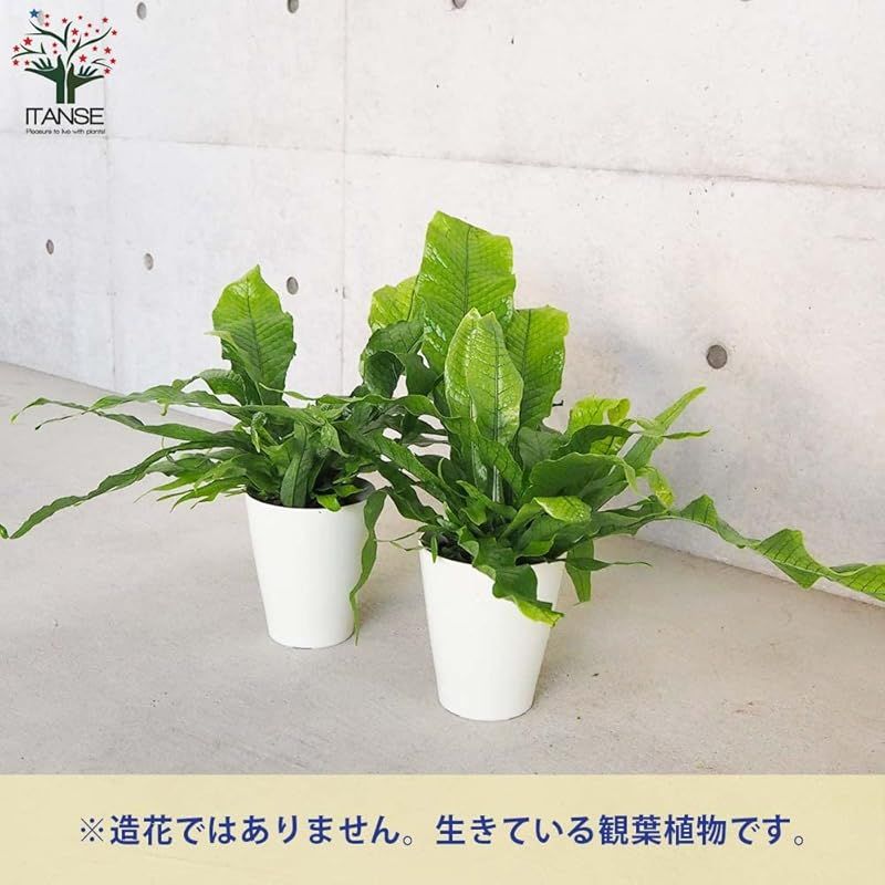 品種で選べる観葉植物 リビングやオフィスの窓辺向きサイズ