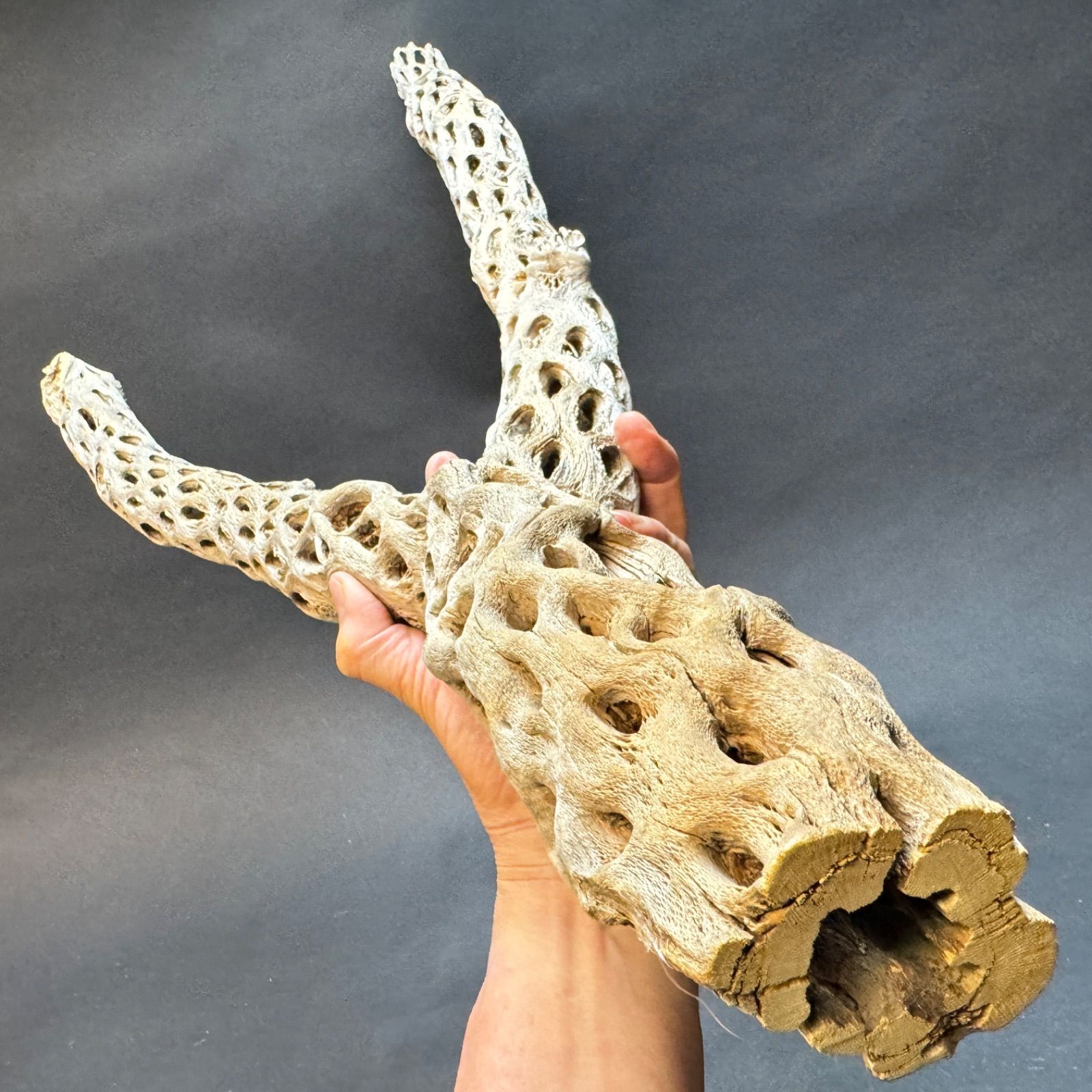 Y枝極太長め-2 : 長さ70cm×最大幅35cm×最大φ8cm＊ カクタス