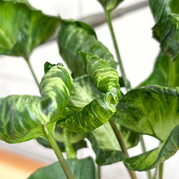 個性派】新品種 シンゴニウム ゴジラ 縮れ葉 4.5号 プラ鉢