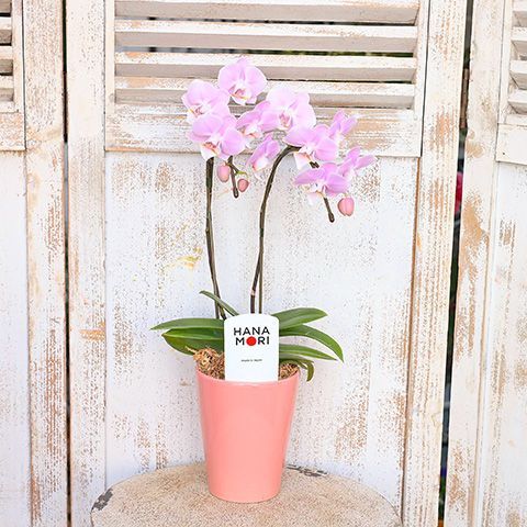 鉢花 胡蝶蘭 コチョウラン ミディ パステル ピンク 2本立ち 陶器鉢