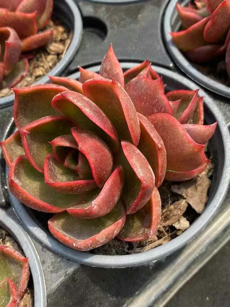 18株の抜き苗セット】レッドライト2頭 多肉植物 佐川急便発送