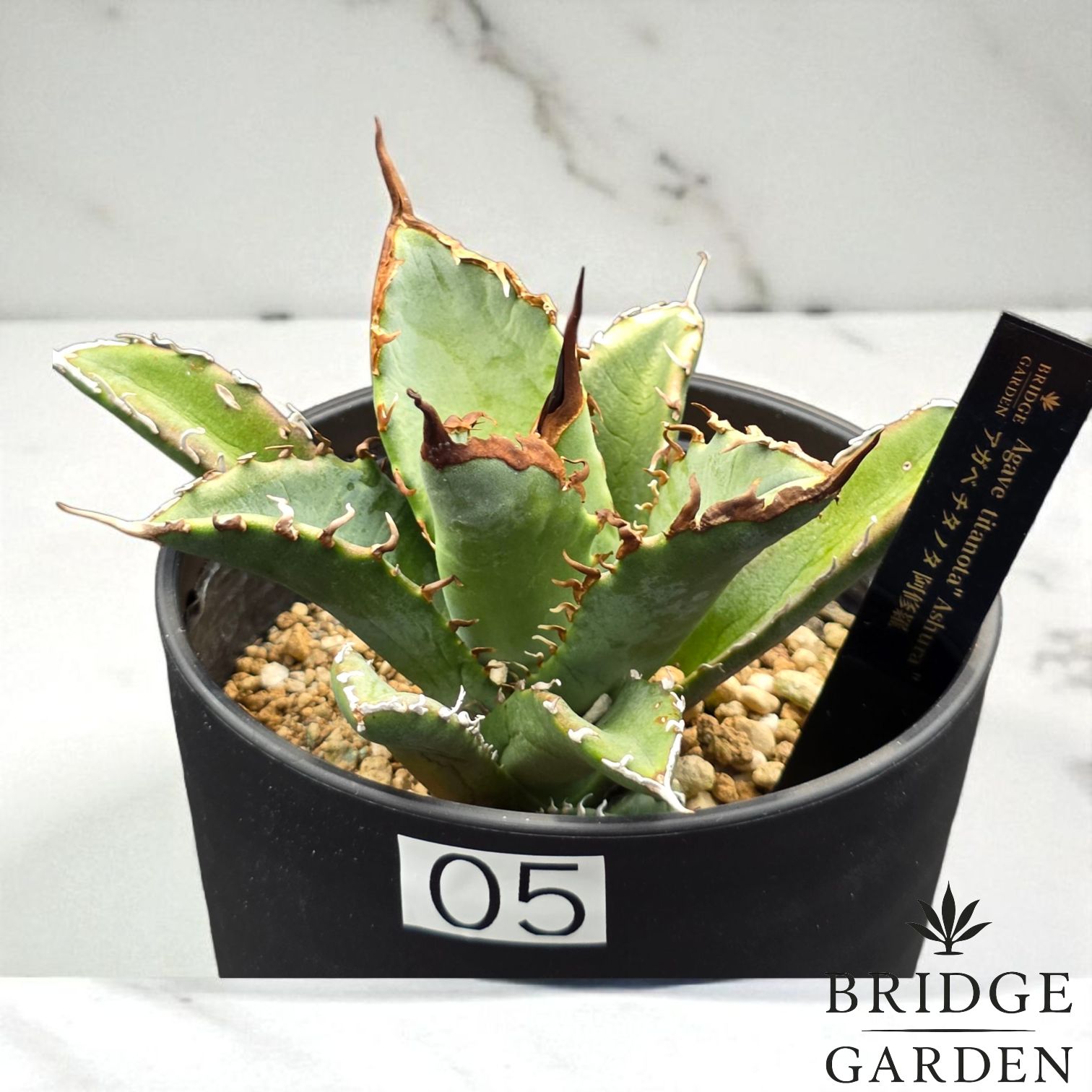 アガベ チタノタ 阿修羅 (Agave titanota 