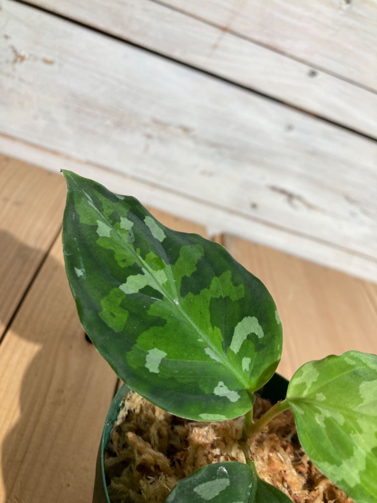 ID便 アグラオネマ ピクタム トリカラー アンダマン ANDAMAN ナチュラ株の増殖 Aglaonema pictum tricolor 