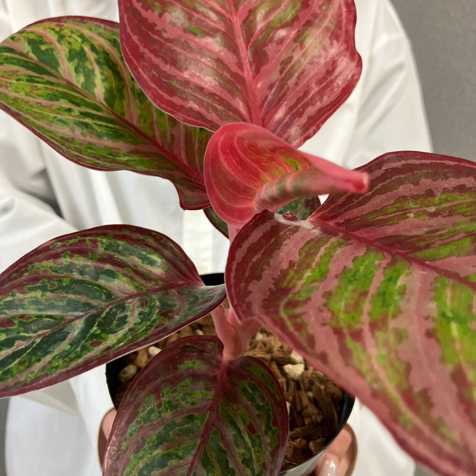 超希少❗️アグラオネマ　レッドエメラルドドラゴン✨ 超希少❗️美株❗️アグラオネマ レッドエメラルドドラゴン