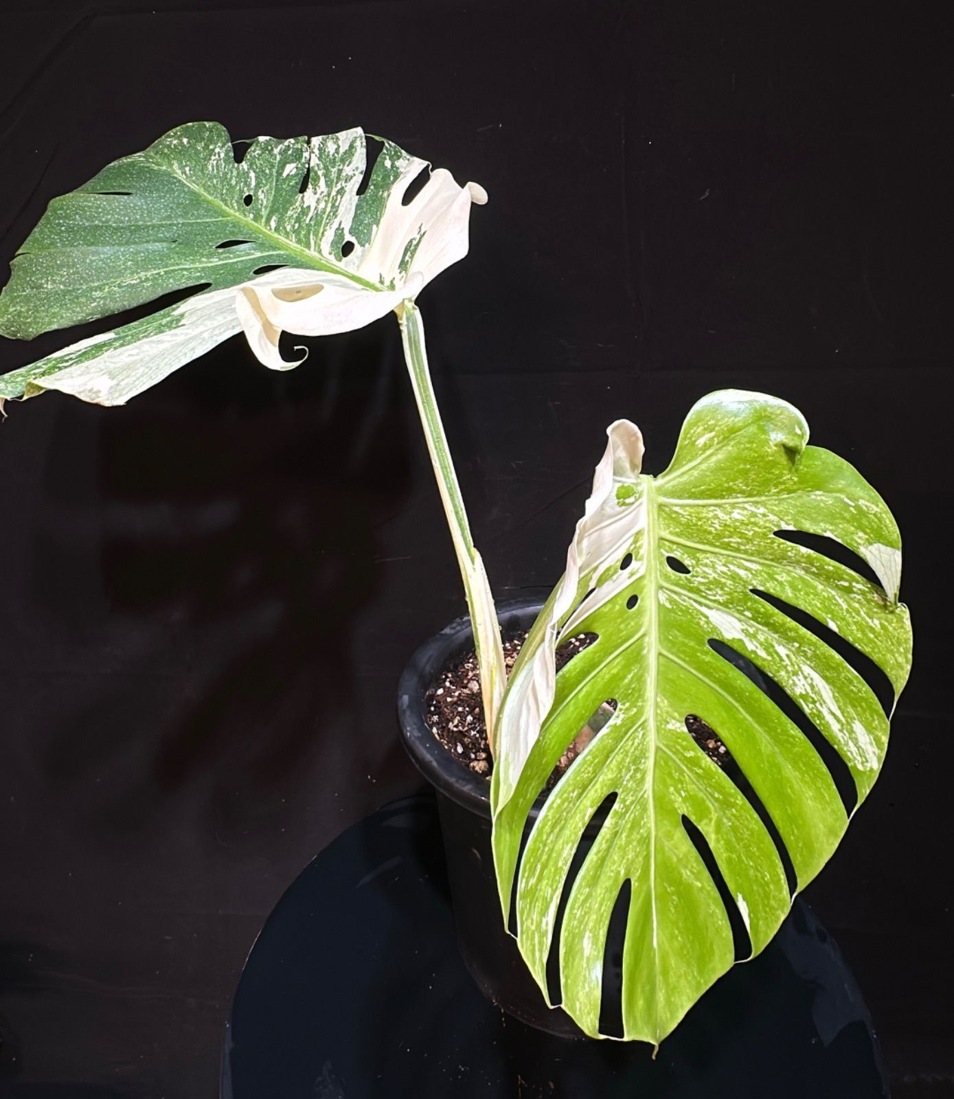 モンステラ 斑入り デリシオーサ 白斑 ホワイトティアーズ 4号鉢