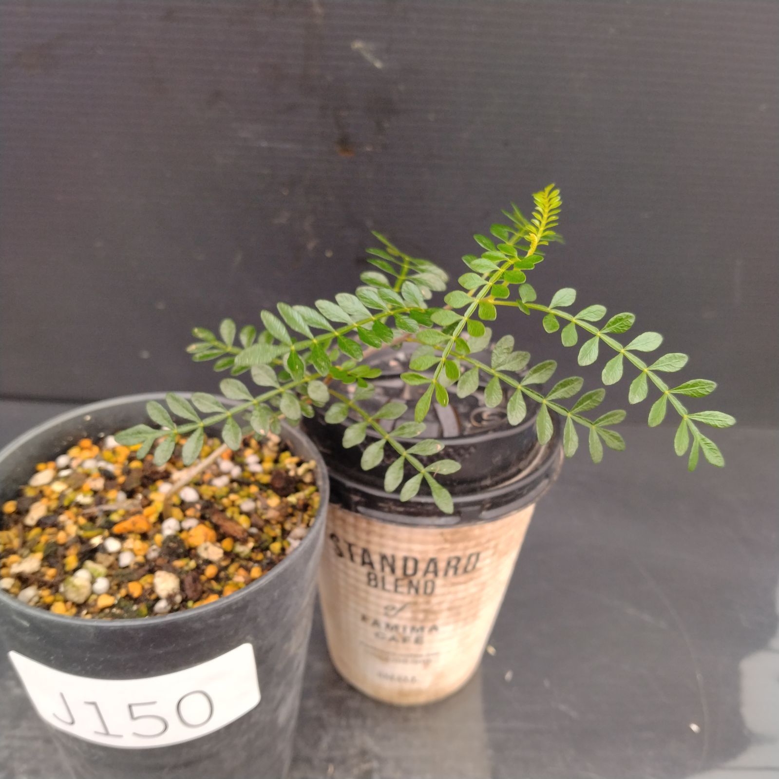 【鉢植えのまま発送】オペルクリカリア・パキプス 実生11年株 fit=scale-down,w=1200